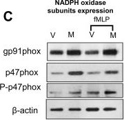 Fig.1.C showing Western Blotting from the publication: Monophosphoryl lipid A boosts macrophage antimicrobial immunity by metabolically regulating source-specific ROS generation.