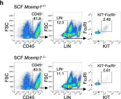 Fig.2.H showing Flow cytometry/Cell sorting in a Mus musculus (House mouse) sample from the publication: Lung-specific MCEMP1 functions as an adaptor for KIT to promote SCF-mediated mast cell proliferation.