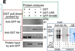 Fig.6.E showing Western Blotting in a Xenopus laevis (African clawed frog) sample from the publication: Cleavage of N-terminus of polycystin-1 increases calcium permeability of polycystin-1/2 receptor channel complexes.