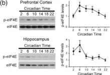 Fig.2.B showing Western Blotting from the publication: Circadian activities of the brain MNK-eIF4E signalling axis contribute to diurnal rhythms of some cognitive functions.
