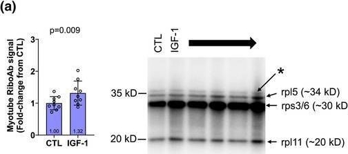 Fig.7.A showing Western Blotting in a Mus musculus (House mouse) sample from the publication: Skeletal muscle ribosome analysis: A comparison of common assay methods and utilization of a novel RiboAb antibody cocktail.