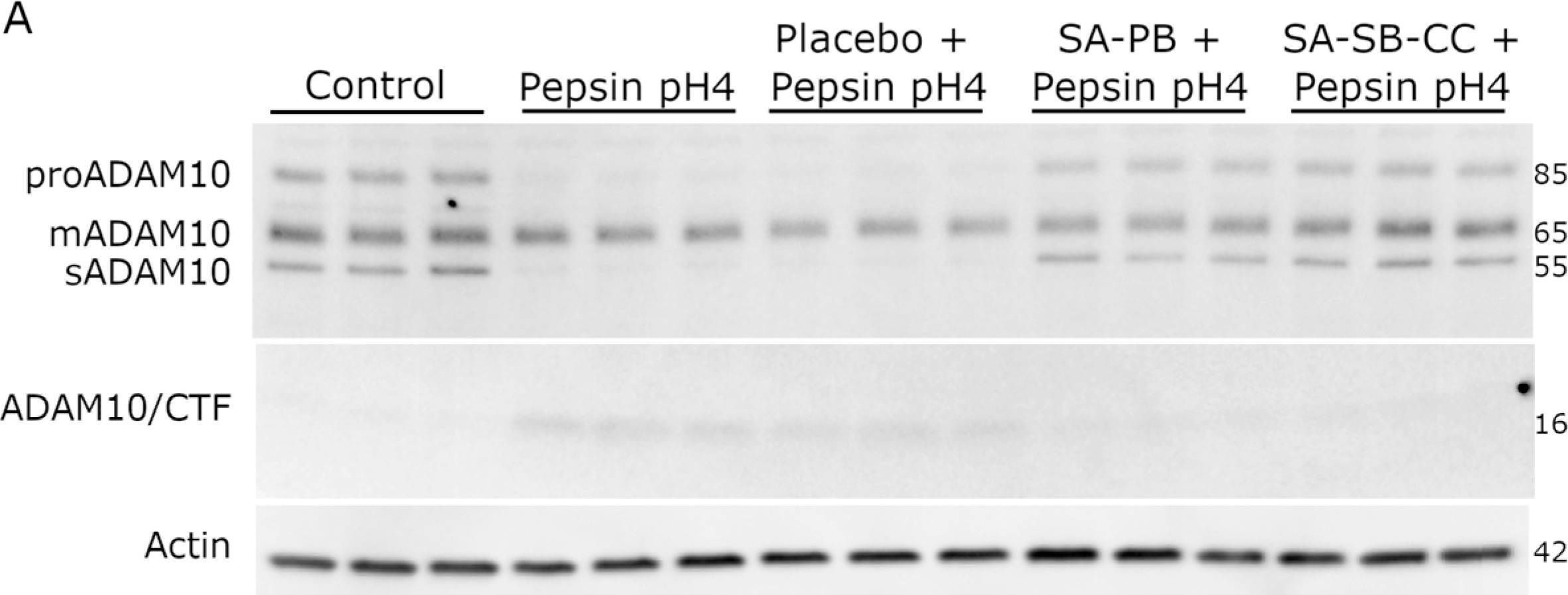 Fig.4.A showing Western Blotting from the publication: Topical Alginate Protection against Pepsin-Mediated Esophageal Damage: E-Cadherin Proteolysis and Matrix Metalloproteinase Induction.
