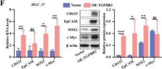 c-Myc/N-Myc (D3N8F) Rabbit Monoclonal Antibody | Cell Signaling