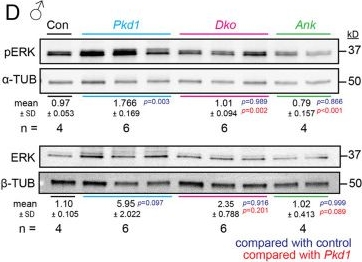 Fig.4.D showing Western Blotting from the publication: Lack of ANKMY2 suppresses kidney cystogenesis in embryonic- and adult-onset polycystic kidney disease.