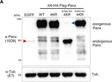 Fig.3.A showing Western Blotting in a Drosophila simulans (Fruit fly) sample from the publication: Protocol for SUMO fusion-based functional rescue of SUMOylation-defective protein in Drosophila.