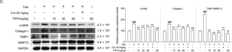 Fig.2.C showing Western Blotting from the publication: Piperine attenuates fibrogenesis and inflammation in hepatic fibrosis by switching STAT3 phosphorylation at Ser727.