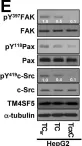 Fig.6.E showing Western Blotting from the publication: N-terminus-independent activation of c-Src via binding to a tetraspan(in) TM4SF5 in hepatocellular carcinoma is abolished by the TM4SF5 C-terminal peptide application.