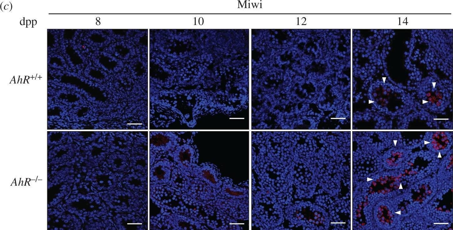 Fig.3.C showing Immunohistochemistry-immunofluorescence in a Mus musculus (House mouse) sample from the publication: piRNA-associated proteins and retrotransposons are differentially expressed in murine testis and ovary of aryl hydrocarbon receptor deficient mice.