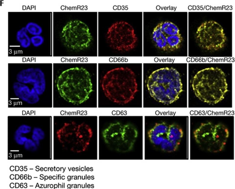 Fig.1.F showing Immunocytochemistry-immunofluorescence from the publication: Chemerin15 inhibits neutrophil-mediated vascular inflammation and myocardial ischemia-reperfusion injury through ChemR23.