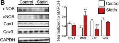 Fig.3.B showing Western Blotting from the publication: A Mechanism for Statin-Induced Susceptibility to Myopathy.