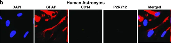 Fig.5.B showing Immunocytochemistry-immunofluorescence in a Homo sapiens (Human) sample from the publication: Immortalization of primary microglia: a new platform to study HIV regulation in the central nervous system.