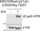 Fig.2.A showing Western Blotting in a Homo sapiens (Human) sample from the publication: Structural variant evolution after telomere crisis.