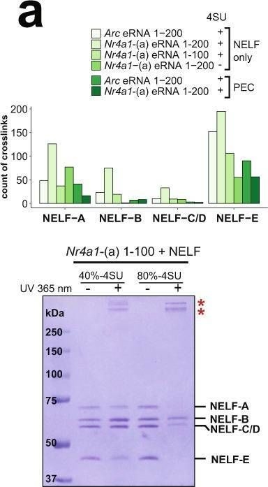 Fig.4.A showing Western Blotting from the publication: Enhancer RNAs stimulate Pol II pause release by harnessing multivalent interactions to NELF.