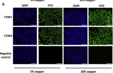 Fig.1.G showing Immunocytochemistry-immunofluorescence from the publication: Glycolysis Regulates Human Embryonic Stem Cell Self-Renewal under Hypoxia through HIF-2α and the Glycolytic Sensors CTBPs.