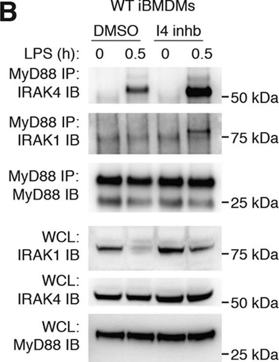 Fig.4.B showing Western Blotting in a Mus musculus (House mouse) sample from the publication: Interleukin-1 receptor-associated kinase 4 (IRAK4) plays a dual role in myddosome formation and Toll-like receptor signaling.