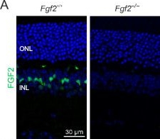 Fig.1.A showing Immunohistochemistry-immunofluorescence in a Mus musculus (House mouse) sample from the publication: FGF2 Deficiency Modulates Early Microglial Responses Without Affecting Photoreceptor Survival in a Retinitis Pigmentosa Mouse Model.