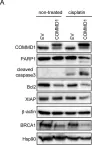 Fig.4.A showing Western Blotting in a Homo sapiens (Human) sample from the publication: Nuclear COMMD1 Is Associated with Cisplatin Sensitivity in Ovarian Cancer.