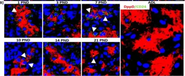 Fig.6.B showing Immunohistochemistry in a Rattus norvegicus (Rat) sample from the publication: Characterization of the pattern of expression of Gas1 in the kidney during postnatal development in the rat.