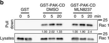Fig.5.B showing Western Blotting in a Homo sapiens (Human) sample from the publication: Aurora A drives early signalling and vesicle dynamics during T-cell activation.