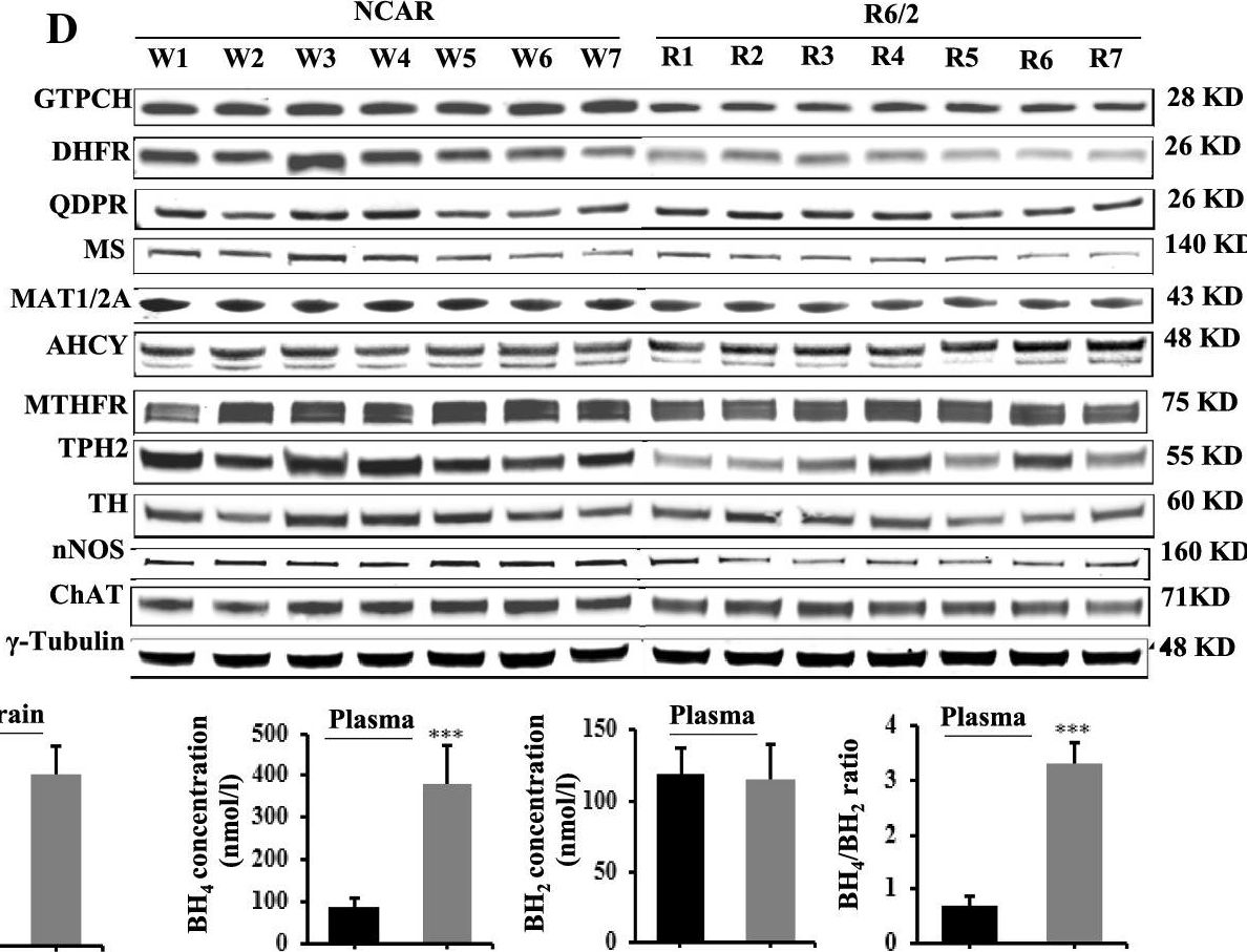 Fig.4.D showing Western Blotting in a Mus musculus (House mouse) sample from the publication: A plant-based mutant huntingtin model-driven discovery of impaired expression of GTPCH and DHFR.