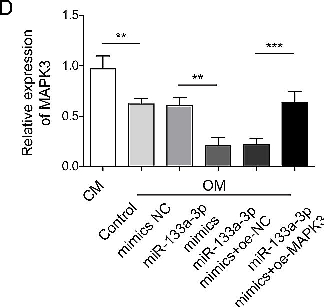 Fig.4.D from the publication: SP1 regulates BMSC osteogenic differentiation through the miR-133a-3p/MAPK3 axis : SP1 regulates osteogenic differentiation of BMSCs.