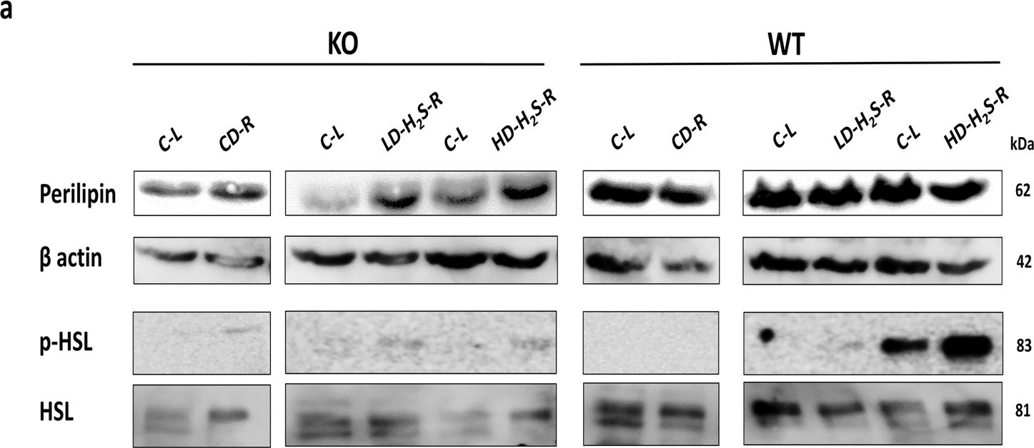 Fig.7.A showing Western Blotting in a Mus musculus (House mouse) sample from the publication: Localized delivery and retention of hydrogen sulfide causing regional lipid accumulation in mouse adipose tissues in vivo.