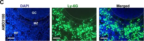 Fig.3.C showing Immunohistochemistry-immunofluorescence in a Mus musculus (House mouse) sample from the publication: IL-1α and complement cooperate in triggering local neutrophilic inflammation in response to adenovirus and eliminating virus-containing cells.