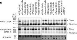 Phospho-Stat5 (Tyr694) Antibody | Cell Signaling Technology