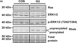 Fig.7.A showing Western Blotting in a Rattus norvegicus (Rat) sample from the publication: Effects of hindlimb unloading on the mevalonate and mechanistic target of rapamycin complex 1 signaling pathways in a fast-twitch muscle in rats.