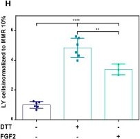 Fig.3.H from the publication: Understanding the Role of ATP Release through Connexins Hemichannels during Neurulation.