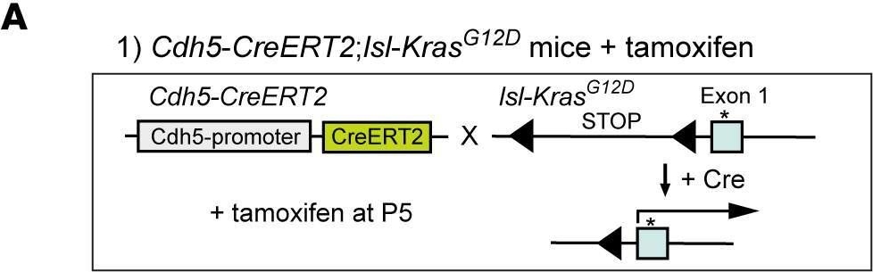 Fig.1.A from the publication: CRISPR/CasRx suppresses KRAS-induced brain arteriovenous malformation developed in postnatal brain endothelial cells in mice.
