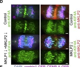 Fig.4.D showing Immunocytochemistry-immunofluorescence from the publication: Microtubule-sliding modules based on kinesins EG5 and PRC1-dependent KIF4A drive human spindle elongation.