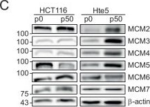 Fig.3.C showing Western Blotting from the publication: Proteogenomic analysis reveals adaptive strategies for alleviating the consequences of aneuploidy in cancer.
