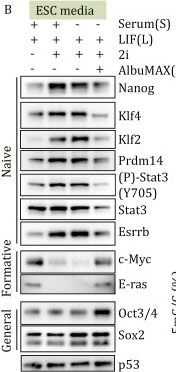 Fig.2.B showing Western Blotting from the publication: Dual role of lipids for genome stability and pluripotency facilitates full potency of mouse embryonic stem cells.