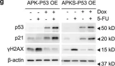 Fig.3.G showing Western Blotting from the publication: Rewiring glucose metabolism improves 5-FU efficacy in p53-deficient/KRASG12D glycolytic colorectal tumors.