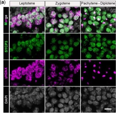 Fig.4.A showing Immunocytochemistry-immunofluorescence from the publication: An adverse outcome pathway-aligned ex vivo mouse testicular organ culture platform for mechanistic integration of multi-level endpoints with recovery assessment.