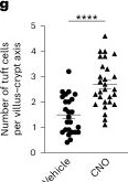 Fig.4.G from the publication: TSLP links intestinal nutrient sensing with amplification of the ILC2-tuft cell circuit.