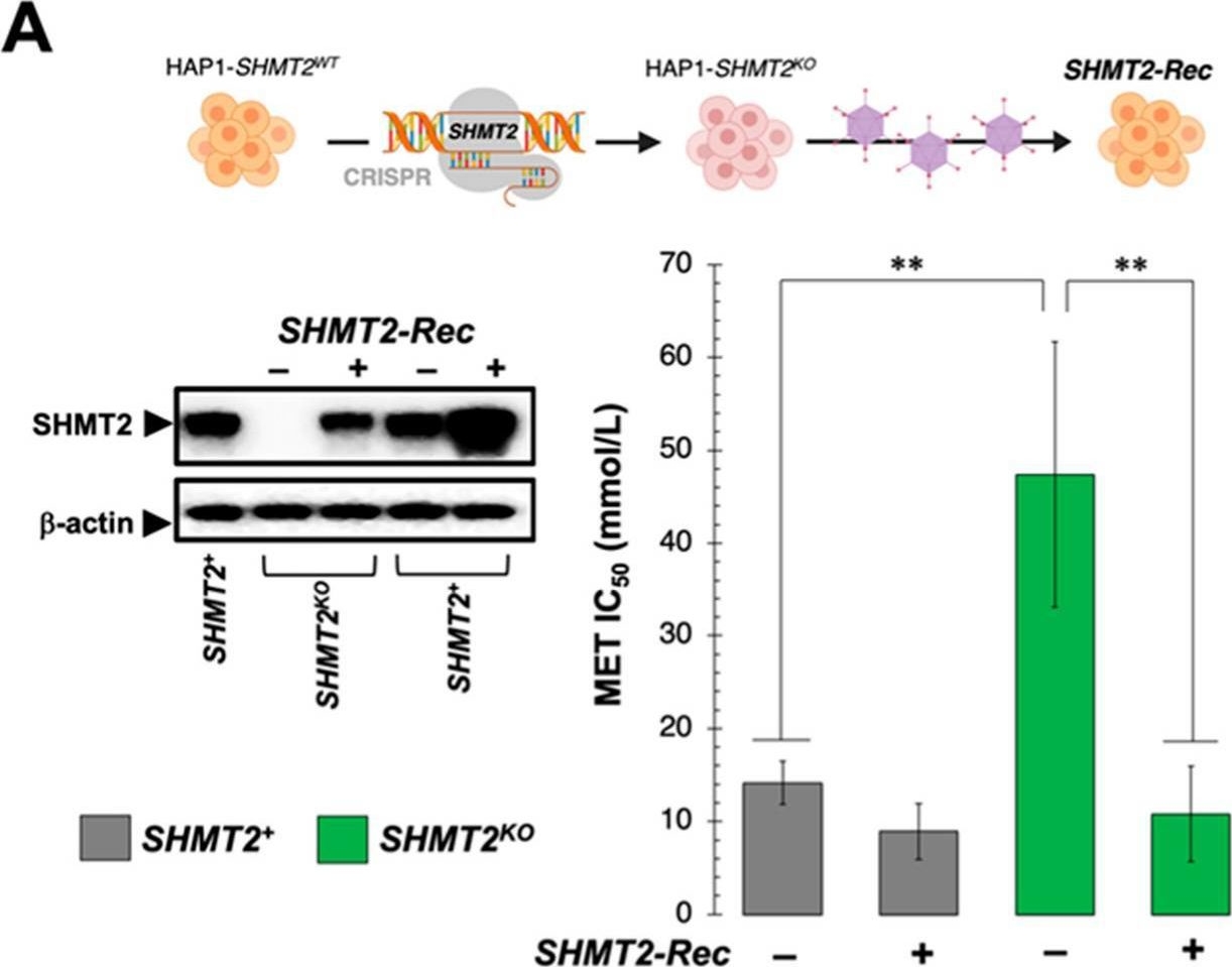 Fig.6.A showing Western Blotting from the publication: Metformin Is a Pyridoxal-5'-phosphate (PLP)-Competitive Inhibitor of SHMT2.