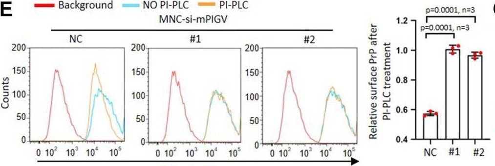Fig.2.E from the publication: Persistent ER stress causes GPI anchor deficit to convert a GPI-anchored prion protein into pro-PrP via the ATF6-miR449c-5p-PIGV axis.