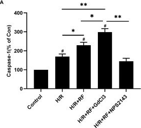 Fig.6.A from the publication: High-dose remifentanil exacerbates myocardial ischemia-reperfusion injury through activation of calcium-sensing receptor-mediated pyroptosis.