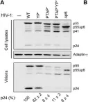 Fig.1.A showing Western Blotting in a Homo sapiens (Human) sample from the publication: The intracellular plasma membrane-connected compartment in the assembly of HIV-1 in human macrophages.