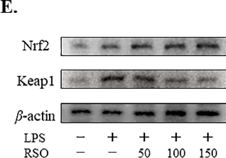 Fig.3.E showing Western Blotting in a Mus musculus (House mouse) sample from the publication: Antioxidant and Anti-Inflammatory Properties of Rubber Seed Oil in Lipopolysaccharide-Induced RAW 267.4 Macrophages.