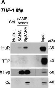 Fig.2.A showing Western Blotting in a Homo sapiens (Human) sample from the publication: Protein kinase a regulates cyclooxygenase-2 expression through the RNA-binding proteins HuR and TTP.