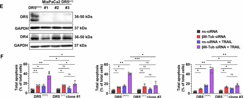Fig.5.E showing Western Blotting in a Homo sapiens (Human) sample from the publication: βIII-tubulin can act as a brake on extrinsic apoptosis in pancreatic cancer.