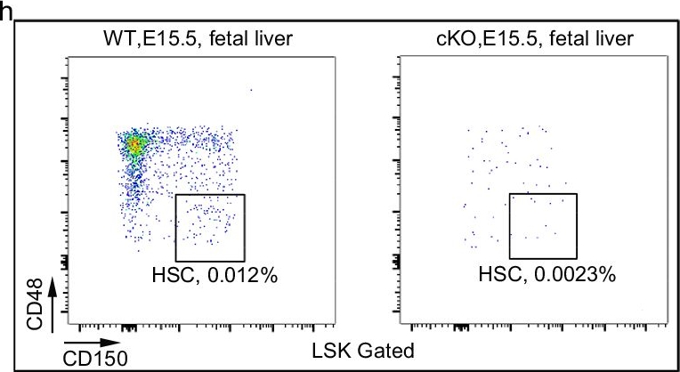 Fig.6.H showing Flow cytometry/Cell sorting in a Mus musculus (House mouse) sample from the publication: TANGO6 regulates cell proliferation via COPI vesicle-mediated RPB2 nuclear entry.
