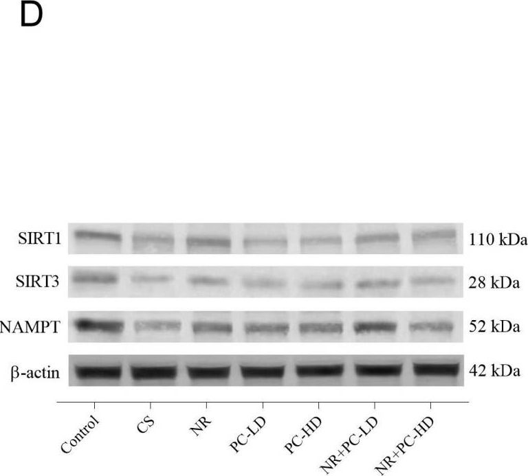 Fig.5.D showing Western Blotting in a Rattus norvegicus (Rat) sample from the publication: Nicotinamide Riboside and Phycocyanin Oligopeptides Affect Stress Susceptibility in Chronic Corticosterone-Exposed Rats.