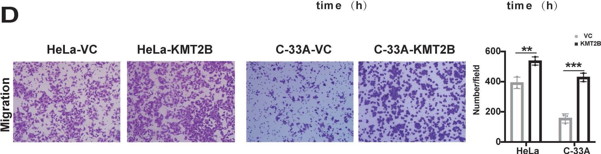 KMT2D antibodies - Antibody search engine - CiteAb