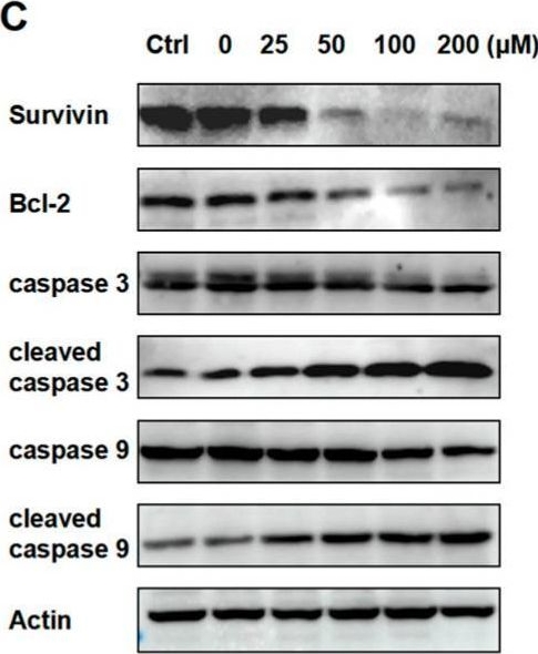 Fig.2.C showing Western Blotting in a Homo sapiens (Human) sample from the publication: Unlocking the Potential of Perillaldehyde: A Novel Mechanism for Chronic Myeloid Leukemia by Targeting HSP70.