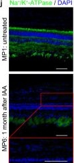 Fig.1.J showing Immunohistochemistry-immunofluorescence in a Sus scrofa domesticus (Domestic pig) sample from the publication: POLYRETINA restores light responses in vivo in blind Göttingen minipigs.