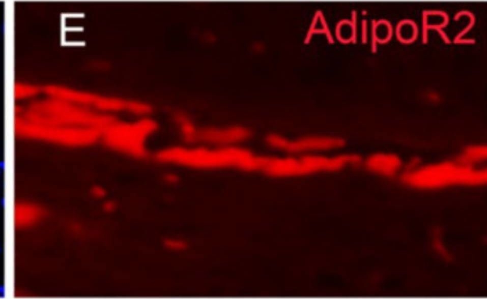 Fig.5.E showing Immunohistochemistry-immunofluorescence from the publication: Distribution of Adiponectin Receptors in the Brain of Adult Mouse: Effect of a Single Dose of the Adiponectin Receptor Agonist, AdipoRON, on Ischemic Stroke.